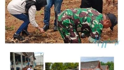 Semangat Hari Santri, LIN DPD Jawa Timur Tanam Bibit Jagung di Tuban untuk Wujudkan Swasembada Pangan
