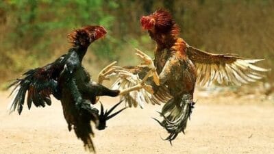 Ponorogo Dikuasai Bandar Judi: Negara Hadir, Tapi Tidak Bertindak