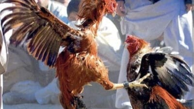 Sabung Ayam Merajalela di Rejotangan: Hukum Tertidur, Warga Terluka