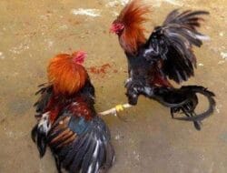 Judi Sabung Ayam di Tulungagung Diduga Dilindungi, Nama Goclo dan Penyu Mencuat, Hukum Dibungkam Uang dan Pengaruh