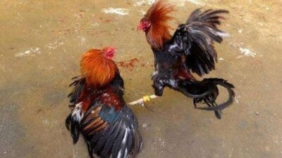 Judi Sabung Ayam di Tulungagung Diduga Dilindungi, Nama Goclo dan Penyu Mencuat, Hukum Dibungkam Uang dan Pengaruh