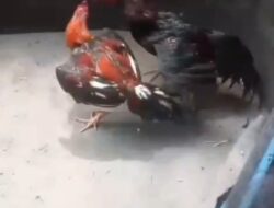 Sabung Ayam Mojokerto Bebas Tanpa Kendali, Aparat Diduga Abaikan Penegakan Hukum