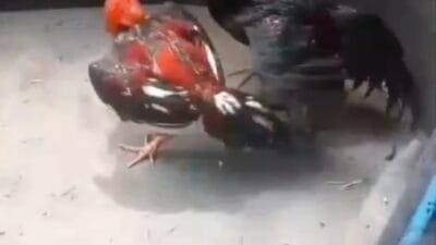 Sabung Ayam Mojokerto Bebas Tanpa Kendali, Aparat Diduga Abaikan Penegakan Hukum
