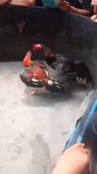Sabung Ayam Mojokerto Bebas Tanpa Kendali, Aparat Diduga Abaikan Penegakan Hukum