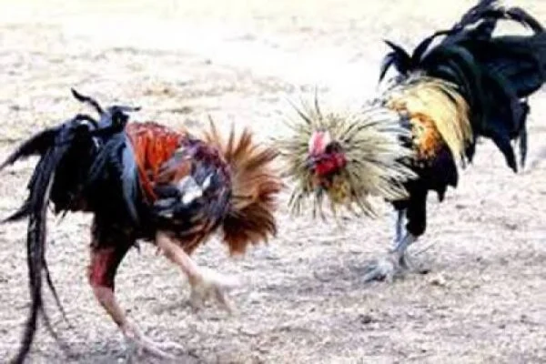 Skandal Judi Sabung Ayam Wonocatur: Aparat Tutup Mata, Warga Menjerit, Aturan Hukum Diinjak-injak