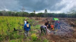 Anggota Satgas TMMD Wiltas Ke-127 Kodim 0912/Kubar Gotong Royong Bantu Warga Cari Kayu Bakar Untuk Syukuran