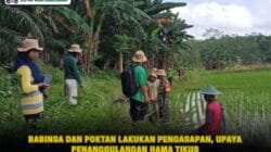 Babinsa dan Poktan Lakukan Pengasapan, Upaya Penanggulangan Hama Tikus