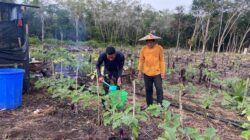 Anggota Satgas TMMD Wiltas Ke-127 Bantu Warga Rawat Tanaman Terong di Linggang Amer