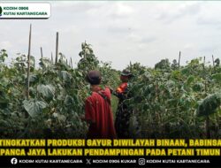 Tingkatkan Produksi Sayur Diwilayah Binaan, Babinsa Panca Jaya Lakukan Pendampingan Pada Petani Timun