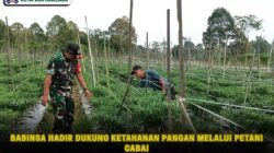 Babinsa Hadir Dukung Ketahanan Pangan melalui Petani Cabai