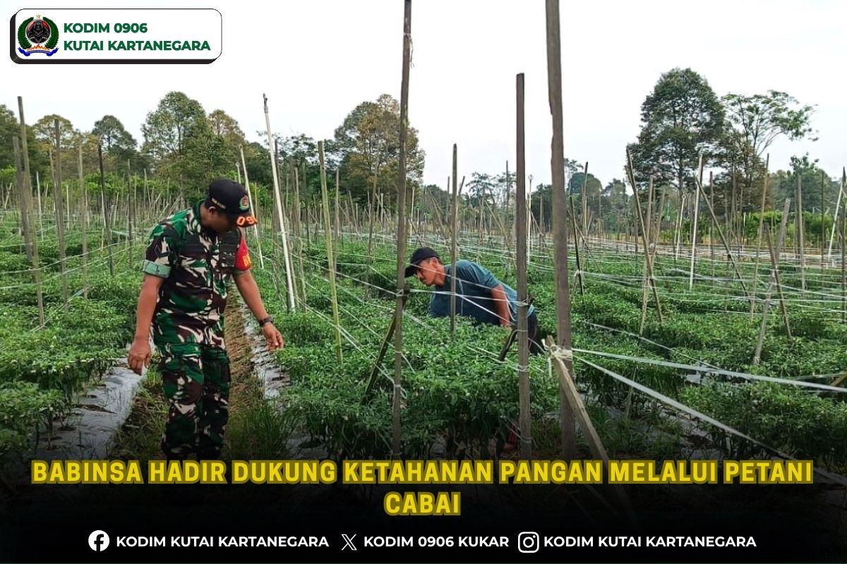 Babinsa Hadir Dukung Ketahanan Pangan melalui Petani Cabai
