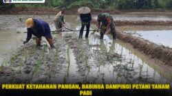 Perkuat Ketahanan Pangan, Babinsa Dampingi Petani Tanam Padi