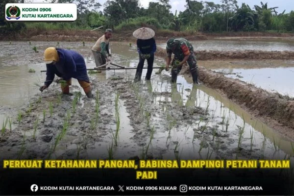 Perkuat Ketahanan Pangan, Babinsa Dampingi Petani Tanam Padi