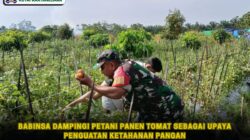 Babinsa Dampingi Petani Panen Tomat Sebagai Upaya Penguatan Ketahanan Pangan