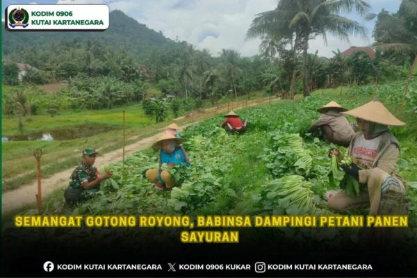 Semangat Gotong Royong, Babinsa Dampingi Petani Panen Sayuran