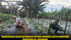 Tingkatkan Kesejahteraan Petani Babinsa Aktif Dampingi Kegiatan Di Lapangan