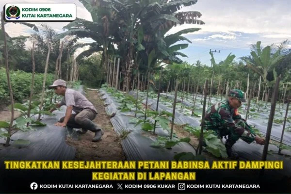 Tingkatkan Kesejahteraan Petani Babinsa Aktif Dampingi Kegiatan Di Lapangan