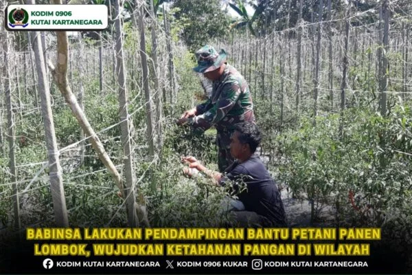 Babinsa Lakukan Pendampingan Bantu Petani Panen Lombok, Wujudkan Ketahanan Pangan Di Wilayah