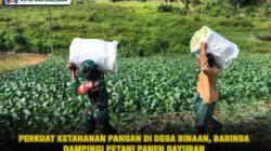 Perkuat Ketahanan Pangan di Desa Binaan, Babinsa Dampingi Petani Panen Sayuran