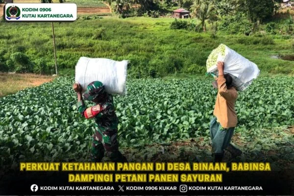 Perkuat Ketahanan Pangan di Desa Binaan, Babinsa Dampingi Petani Panen Sayuran