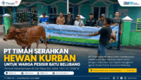 PT Timah Serahkan Hewan Kurban untuk Warga Pesisir Batu Belubang, Pererat Kebersamaan di Hari Raya