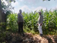 Polisi Turun ke Sawah, Pantau Tanaman Hortikultura demi Ketahanan Pangan Nasional