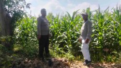 Polisi Turun ke Sawah, Pantau Tanaman Hortikultura demi Ketahanan Pangan Nasional
