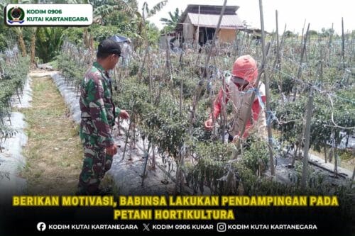 Berikan Motivasi, Babinsa Lakukan Pendampingan Pada Petani Hortikultura