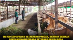 Wujud Kepedulian Ketahanan Pangan, Babinsa Berikan Pendampingan kepada Peternak Sapi di Desa