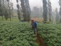 Polsek Tosari Dampingi Warga Kelola Pertanian, Pantau Lahan Kentang di Podokoyo