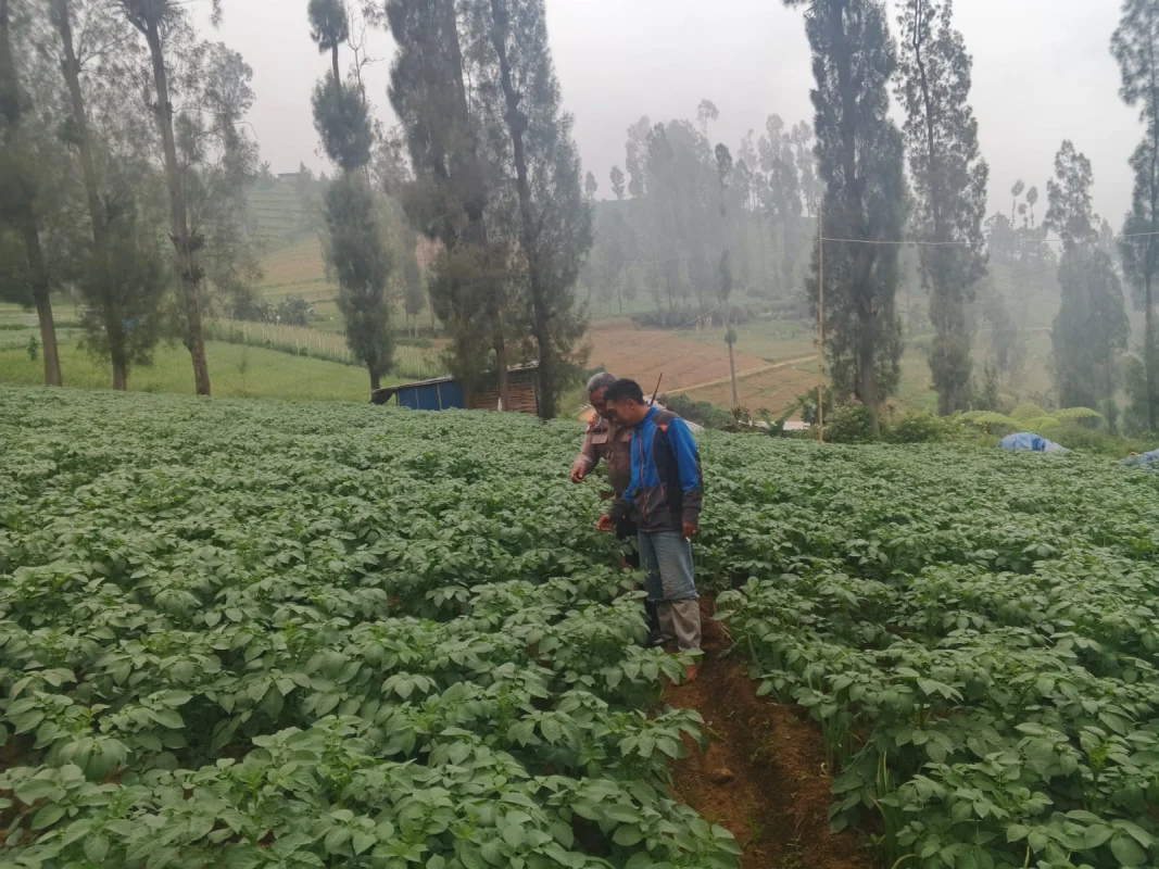 Polsek Tosari Dampingi Warga Kelola Pertanian, Pantau Lahan Kentang di Podokoyo