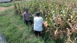 Bhabinkamtibmas Pekoren Pantau Lahan Jagung di Rembang, Kawal Asta Cita Ketahanan Pangan