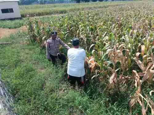 Bhabinkamtibmas Pekoren Pantau Lahan Jagung di Rembang, Kawal Asta Cita Ketahanan Pangan
