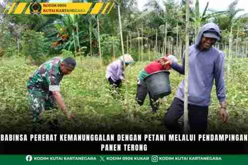 Babinsa Pererat Kemanunggalan Dengan Petani Melalui Pendampingan Panen Terong