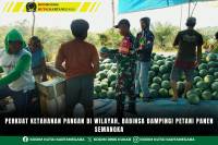 Perkuat Ketahanan Pangan Di Wilayah, Babinsa Dampingi Petani Panen Semangka