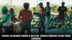 Perkuat Ketahanan Pangan Di Wilayah, Babinsa Dampingi Petani Panen Semangka